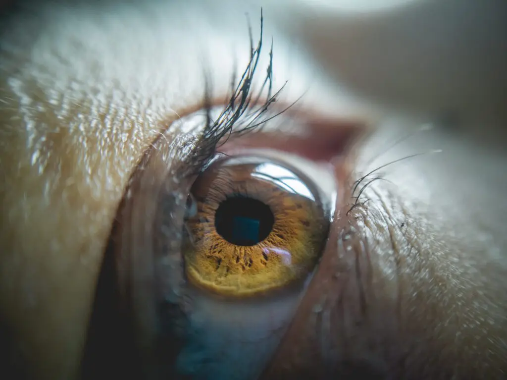 oog in macrofotografie