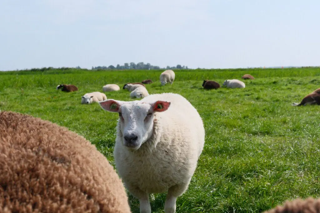 schaap in de wei