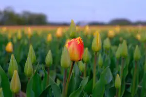 Tulpen in een bollenveld, contrast in kleur