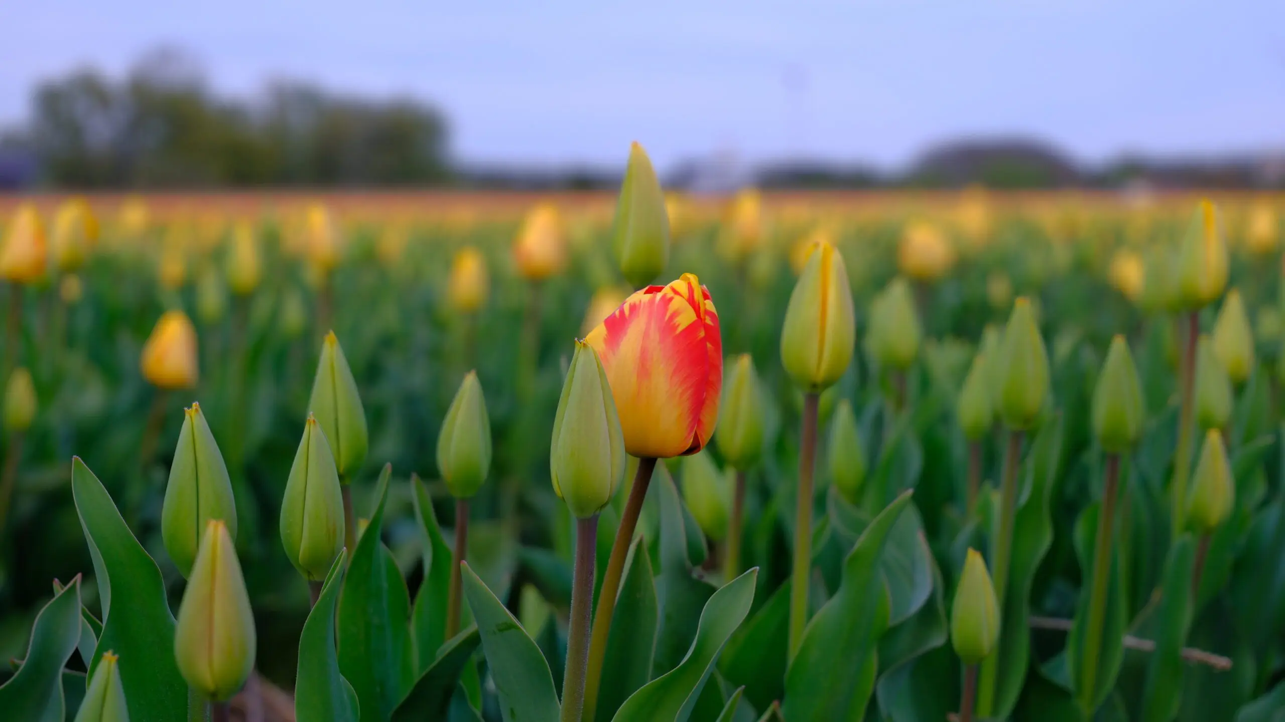 Tulpen in een bollenveld, contrast in kleur