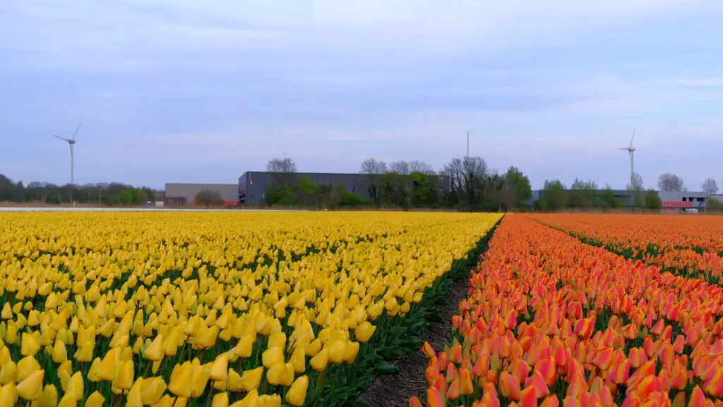 Tulpen in een bollenveld