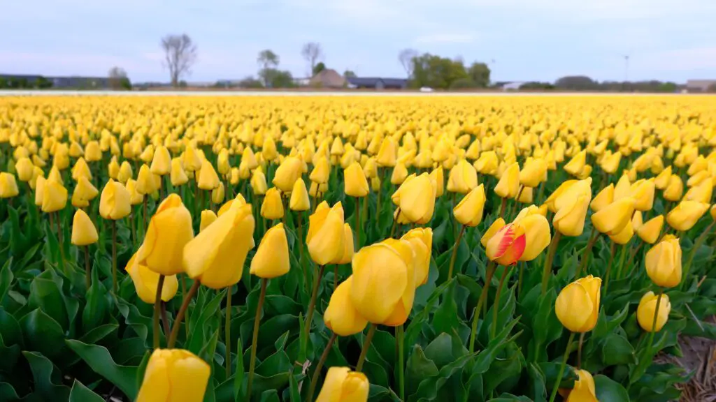 Tulpen in een bollenveld