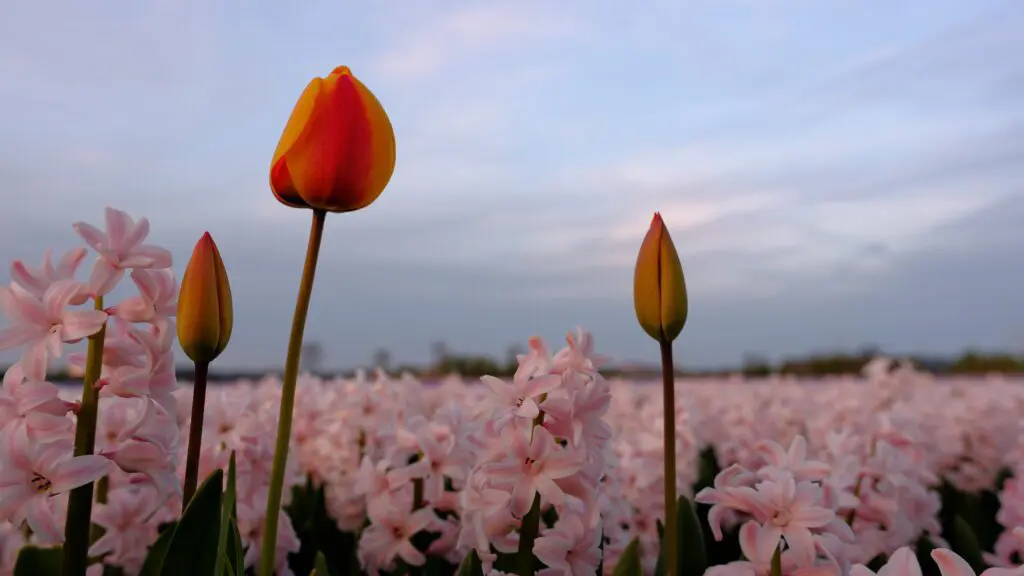 hyacinten en tulp