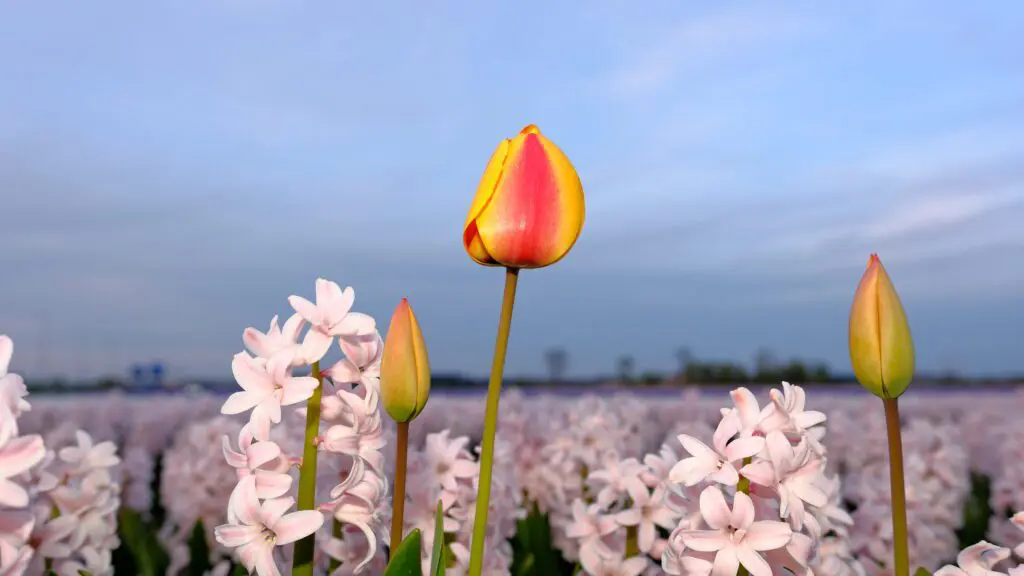 hyacinten en tulp