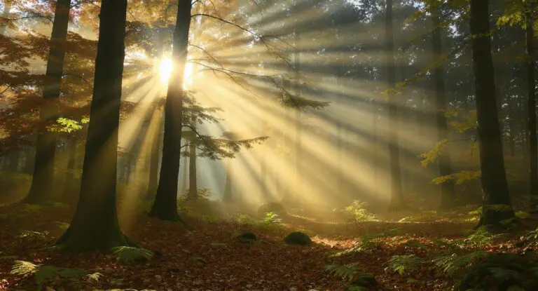 Bosfotografie meesteren door licht en compositie te begrijpen