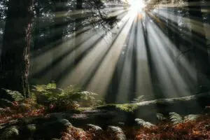 Zonlicht in het bos