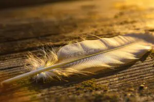 Wat is het verschil tussen optische en digitale zoom?