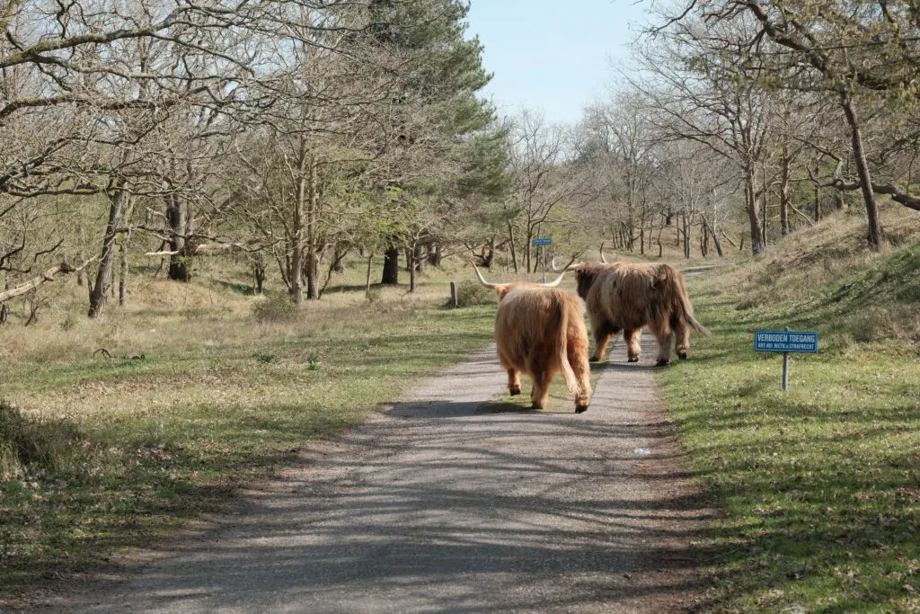 wisenten in het bos