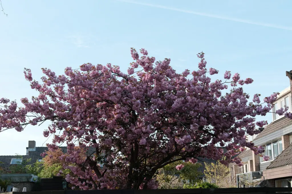 bloesem met color 0  instellingen Fujifilm