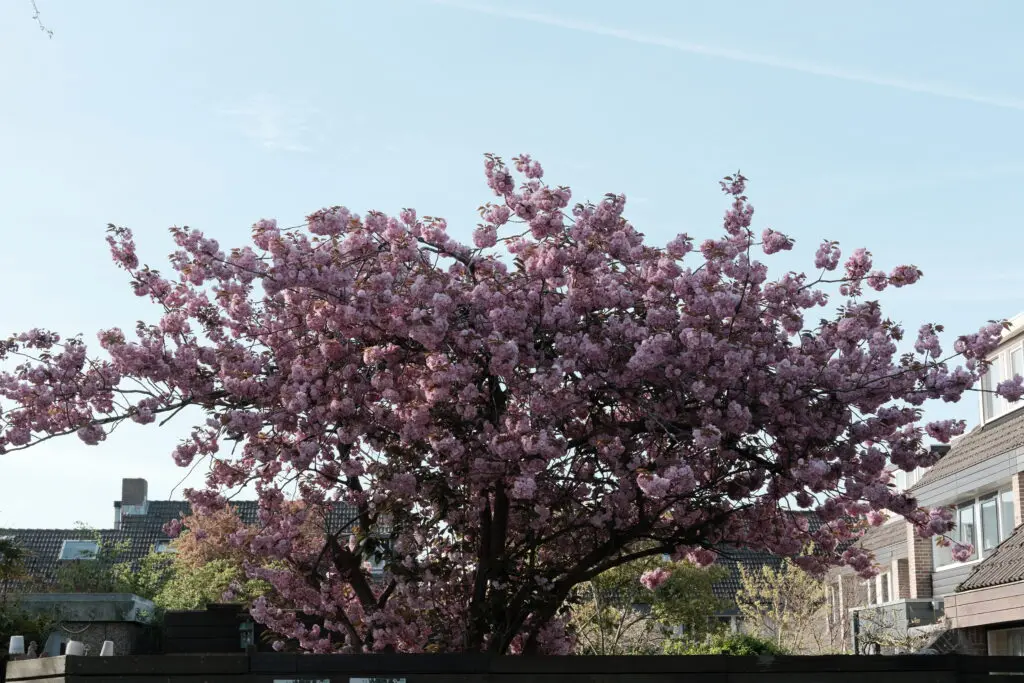 bloesem met color -4  instellingen Fujifilm