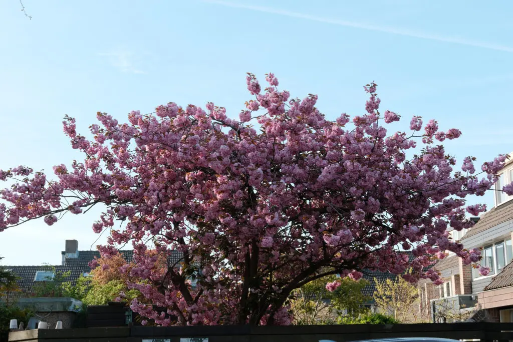 bloesem met color +4  instellingen Fujifilm
