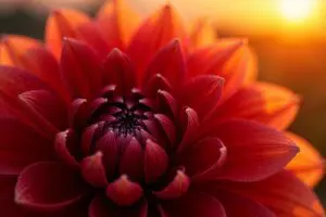 Wat is color chrome effect