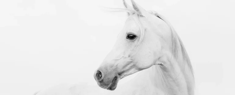 High-key en low-key fotografie: creëer sfeer met licht