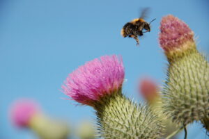 een bij bij een distel in mijn tuin et een strakke blauwe lucht