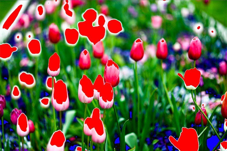 een extreem voorbeeld van clipping, tulpen