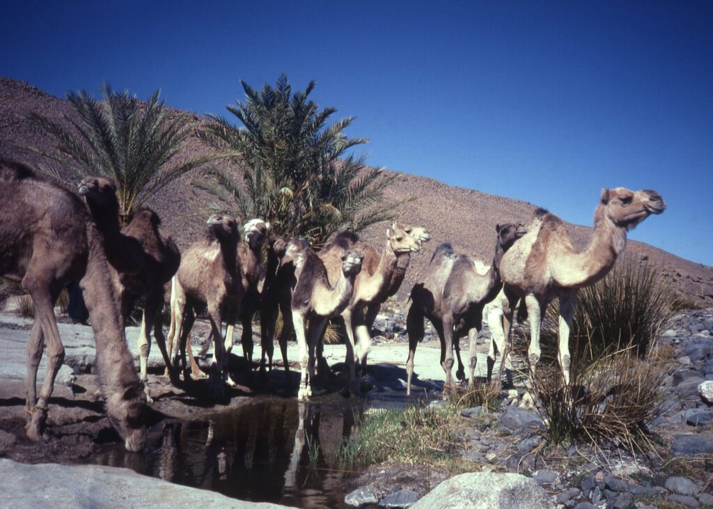 vignettering: donkere randen op foto's