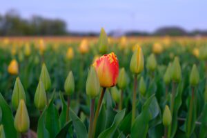 Tulpen in een bollenveld, contrast in kleur
