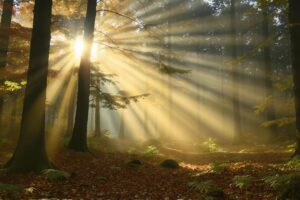 Over compositie en licht in het bos
