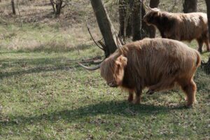 wisenten in het bos