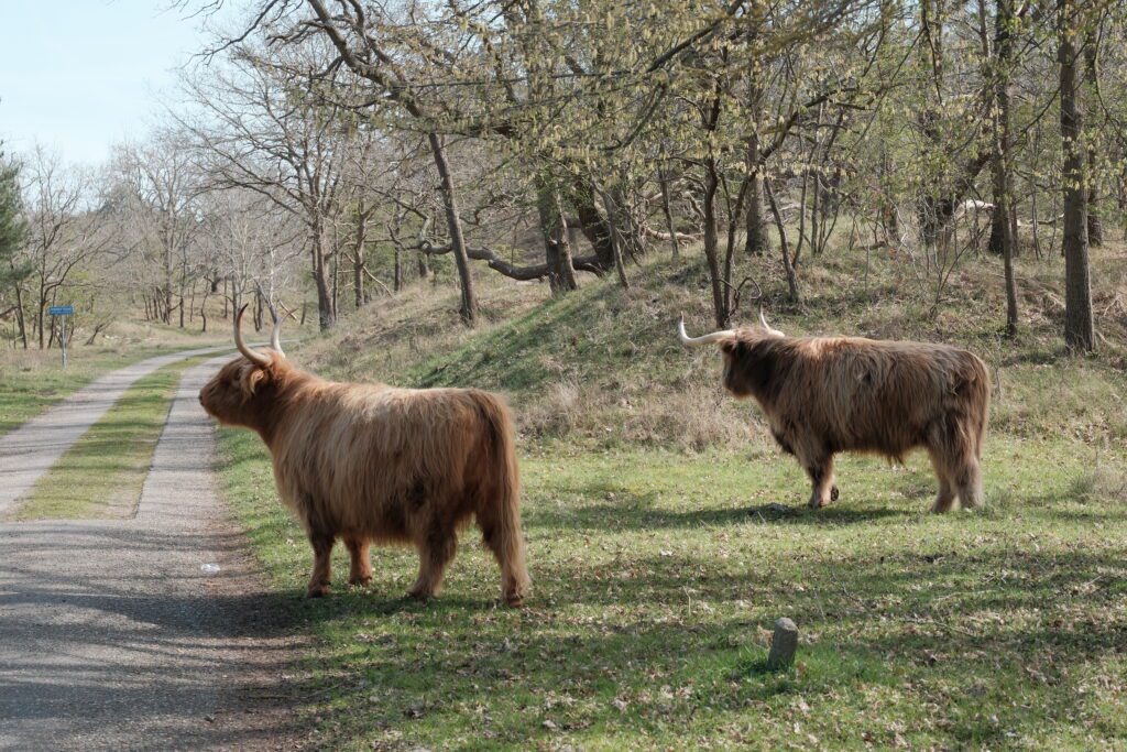 wisenten in het bos