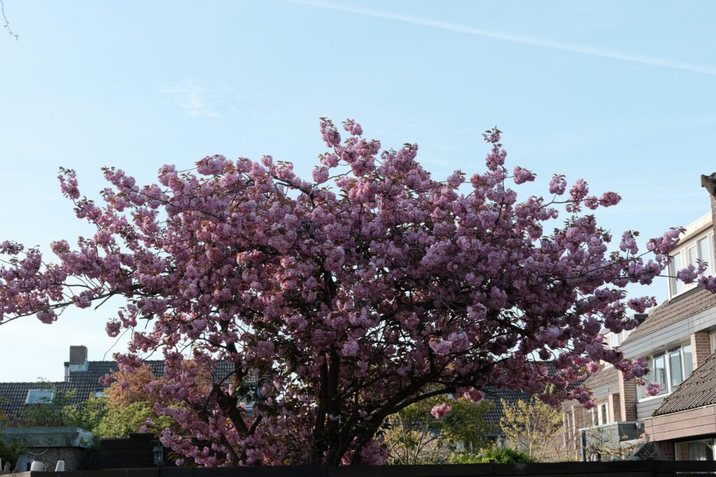bloesem met color 0 instellingen Fujifilm