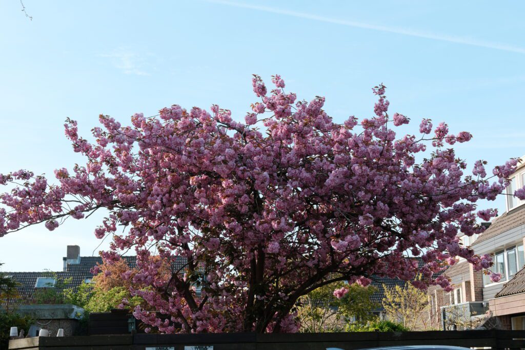 bloesem met color +4 instellingen Fujifilm