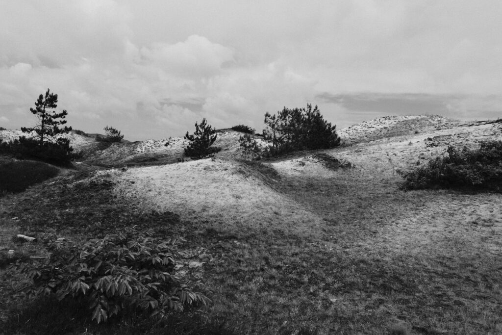 Duinen van Schoorl met bomen, zwart wit