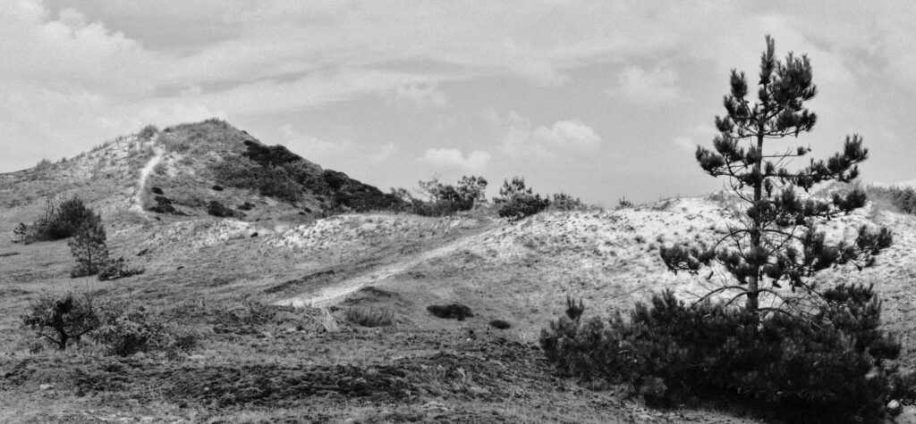 Duinen van Schoorl met boom op voorgrond, zwart wit