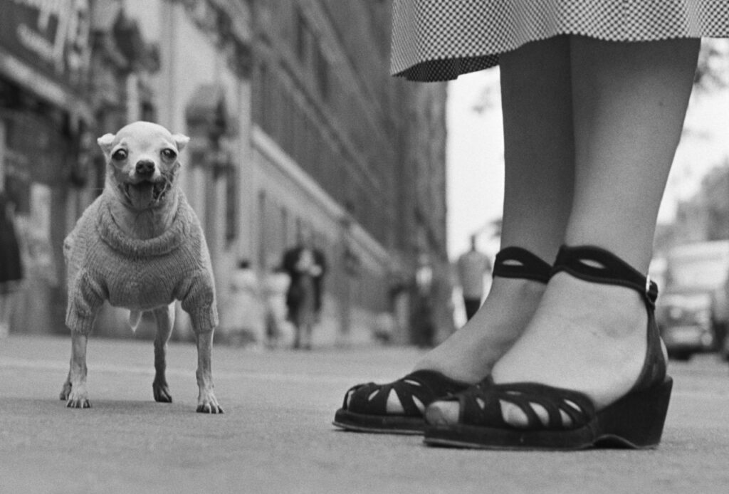 Elliott Erwin photo with a small dog