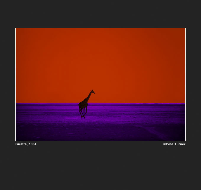 Pete Turner, giraffe