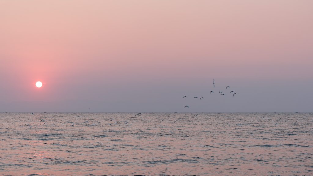 Zonsopgang boven meer met vogels